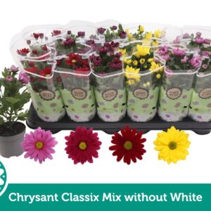 Chrysanthemum Indicum Classic mix without white
(18 Plants/Order)(9cmP 22cmH)