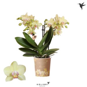 Phalaenopsis Multifloratypes other Blossom Paraguay 3 spike
(12 Plants/Order)(9cmP 40cmH)