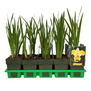 Iris sibirica Solar Energy' P11
(10 Plants/Order)(11cmP 25cmH)