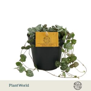 Ceropegia woodii ssp. woodii
(6 Plants/Order)(12cmP 20cmH)