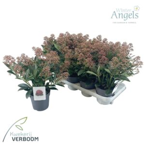 Skimmia japonica Rubella p13 10+
(8 Plants/Order)(13cmP 30cmH)