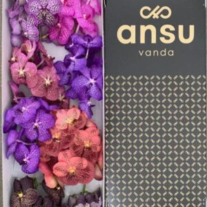 Vanda per spike mixed Vanda mix X8
(8 Plants/Order)(5cmP 25cmH)