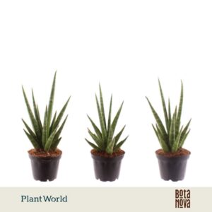 Sansevieria Cylindrica Dancing Queen' 7 cm
(16 Plants/Order)(7cmP 20cmH)