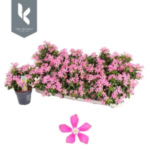 Catharanthus roseus Soirée Pink Whi Cotton
(10 Plants/Order)(10.5cmP 22cmH)