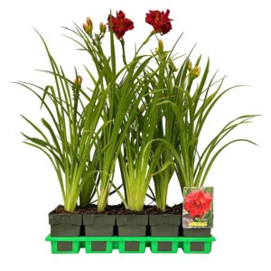 Hemerocallis Moses Fire' P11
(10 Plants/Order)(11cmP 25cmH)