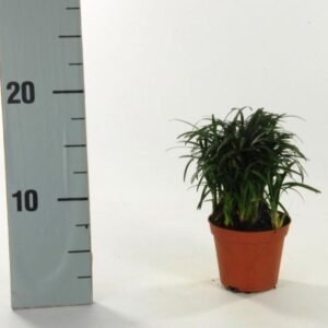 Ophiopogon japonicus Minor
(21 Plants/Order)(8cmP 10cmH)