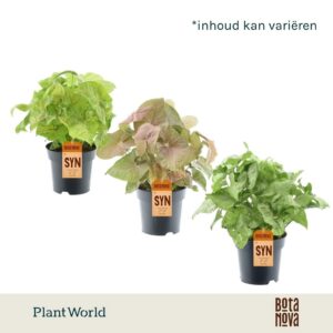 Syngonium mix
(7 Plants/Order)(14cmP 30cmH)