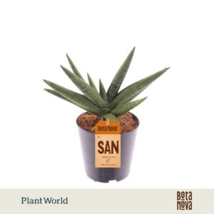 Sansevieria other Helios Dwarf'
(6 Plants/Order)(12cmP 30cmH)