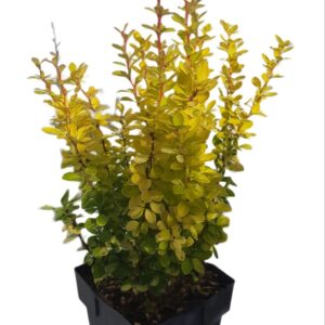Berberis thunbergii 'Yellow Tower®'
(6 Plants/Order)(17cmP 40cmH)
