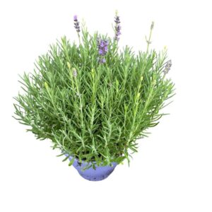 Lavandula angustifolia Munstead
(1 Plants/Order)(23cmP 50cmH)