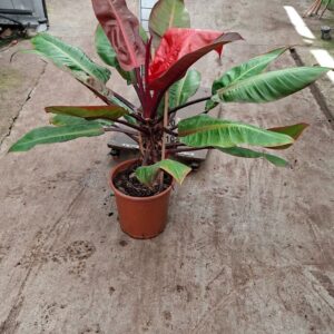 Philodendron Prince of Orange'
(1 Plants/Order)(27cmP 70cmH)