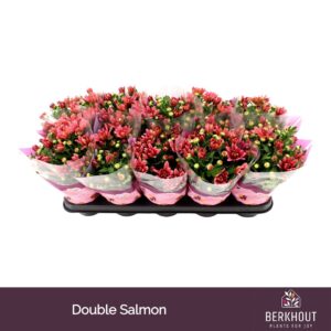 Chrysanthemum Dynamic Salmon
(10 Plants/Order)(12cmP 26cmH)