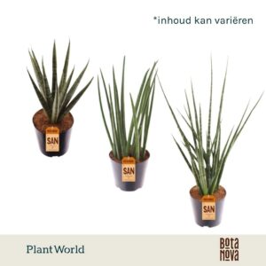 Sansevieria Cylindrica luxe mix
(10 Plants/Order)(12cmP 30cmH)