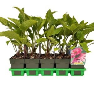 Echinacea purpurea Double Decker' P11
(10 Plants/Order)(11cmP 25cmH)