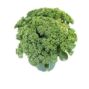 Sedum other Herbstfreude'
(1 Plants/Order)(19cmP 30cmH)