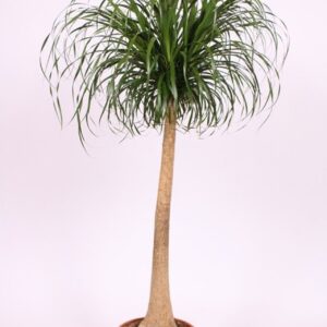 Nolina recurvata Beaucarnea
(1 Plants/Order)(40cmP 170cmH)