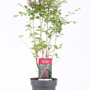 Syringa Superba mic. P21/C4.6
(1 Plants/Order)(21cmP 80cmH)