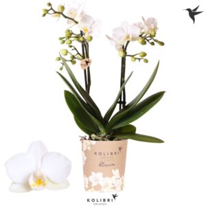 Phalaenopsis Multiflora Blossom Zurich 2 spike
(12 Plants/Order)(9cmP 35cmH)
