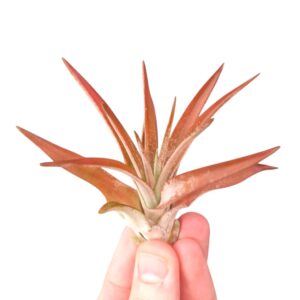 Tillandsia Tillandsia abdita red
(20 Plants/Order)(6cmP 6cmH)