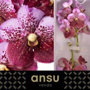 Vanda Divana Pink and Mahogany Vanda Divana Pink and Mahogany
(16 Plants/Order)(cmP 30cmH)