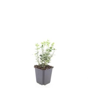 Euonymus fortunei Emerald Gaiety
(12 Plants/Order)(9cmP 5cmH)