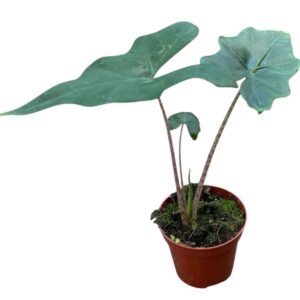 Alocasia Batwing
(14 Plants/Order)(8cmP 12cmH)