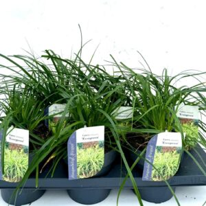 Carex morrowii Carex oshimensis Evergreen
(6 Plants/Order)(15cmP 25cmH)