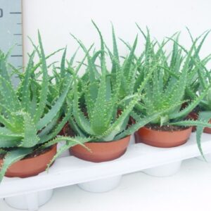 Aloe arborescens
(8 Plants/Order)(12cmP 25cmH)