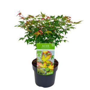Acer palmatum Little Princess
(1 Plants/Order)(19cmP 55cmH)