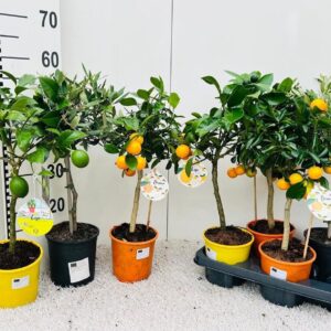 Citrus Algarve mix Olea on stem
(6 Plants/Order)(15cmP 55cmH)