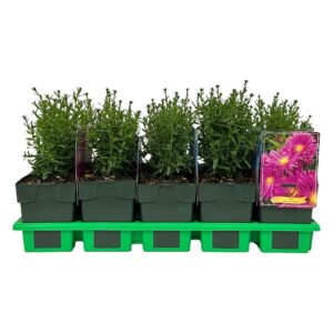 Aster Tonga' P11
(10 Plants/Order)(11cmP 25cmH)