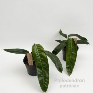 Philodendron patriciae 14cm
(8 Plants/Order)(14cmP 25cmH)