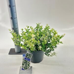 Euonymus fortunei Harlequin
(1 Plants/Order)(23cmP 25cmH)