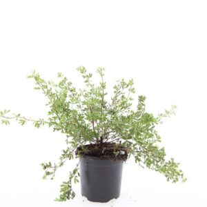 Potentilla fruticosa Abbotswood
(8 Plants/Order)(14cmP 10cmH)