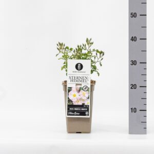 Rosa (M), Sternenhimmel C3
(6 Plants/Order)(17cmP 35cmH)