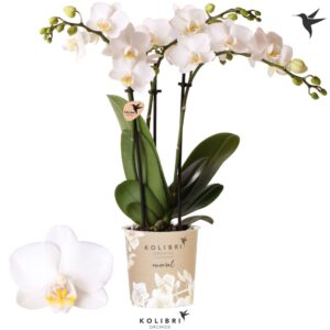 Phalaenopsis Snowflake FInland 3 spike
(12 Plants/Order)(9cmP 40cmH)