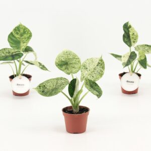 Alocasia Dragon Scale MINT
(20 Plants/Order)(6cmP 10cmH)