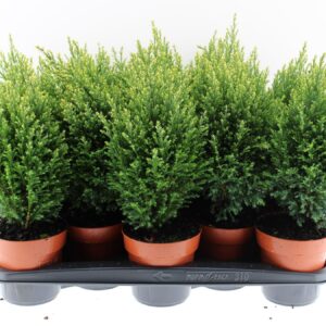 Chamaecyparis Snow Whit packing 310
(10 Plants/Order)(13cmP 40cmH)