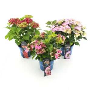 Hydrangea macrophylla other Royalty Collection® mix C3.5 (20cm.) Kn.
(20 Plants/Order)(20cmP 40cmH)
