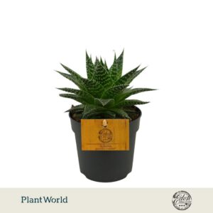 Gasteria Hybride Aurora 10,5cm
(10 Plants/Order)(10.5cmP 15cmH)