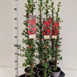 Pyracantha Red Column gestokt
(1 Plants/Order)(17cmP 110cmH)