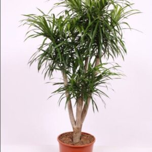 Dracaena Anita
(1 Plants/Order)(30cmP 150cmH)