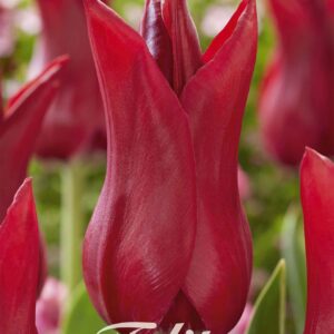 Droge Bulbs Tulipa Lilyflowering Pieter de Leur x 7 12/+
(10 Plants/Order)(20cmP 50cmH)