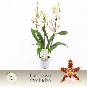 Cambria Aliceara Renaissance White 3-spike 'Exclusiva Orchidea'
(6 Plants/Order)(12cmP 50cmH)