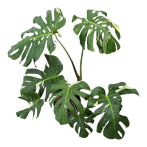 Monstera deliciosa Thai Constellati Monstera Thai Constellation
(1 Plants/Order)(24cmP 70cmH)