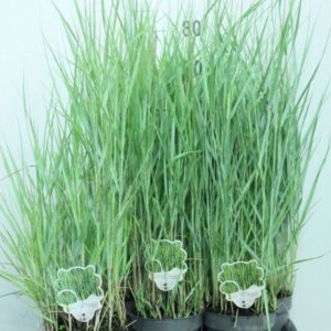 Panicum virgatum Prairie Sky' P17
(6 Plants/Order)(17cmP 95cmH)