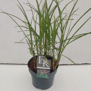 Miscanthus sinensis Ferner Osten
(1 Plants/Order)(19cmP 50cmH)