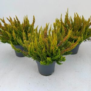 Calluna Skyline """Beauty Ladies"" DIEGO_T10,5"
(10 Plants/Order)(10.5cmP 30cmH)