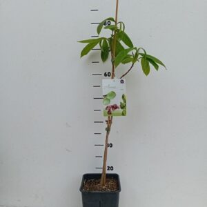 fruit trees and -heesters ov Asimina triloba
(1 Plants/Order)(19cmP 20cmH)