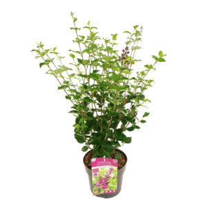 Syringa Bloomerang Dark Purple'
(1 Plants/Order)(19cmP 40cmH)